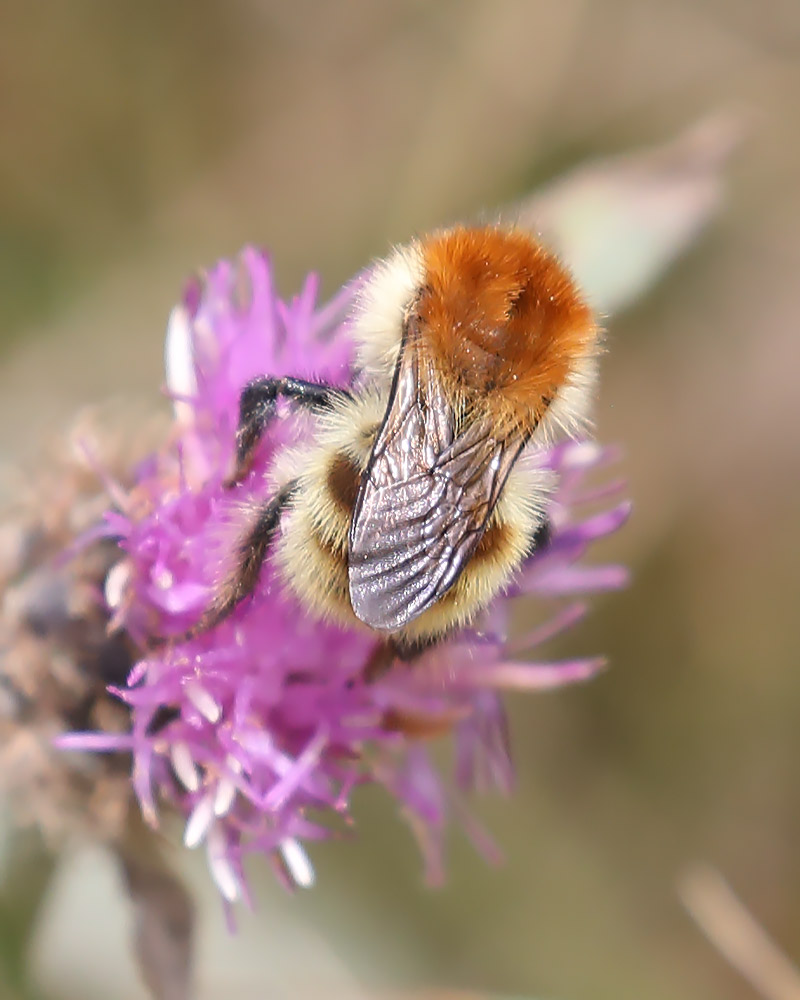 Brown-banded carder bee